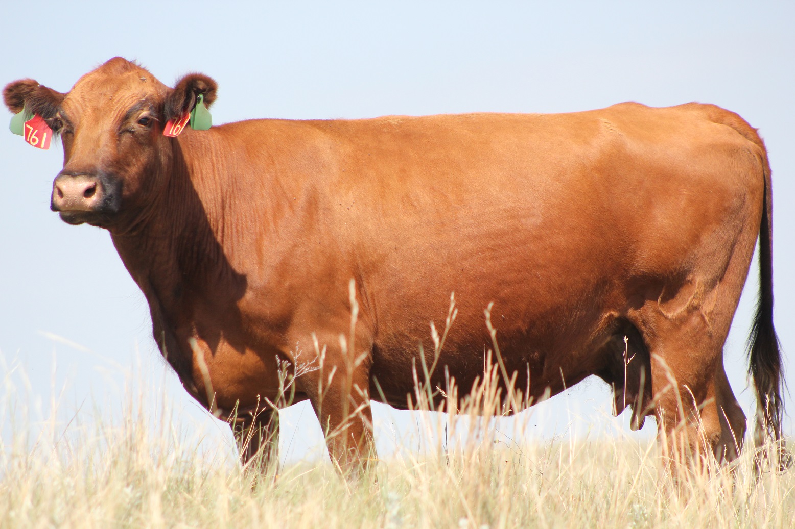 not-all-cows-are-equal-some-eat-more-unl-beef